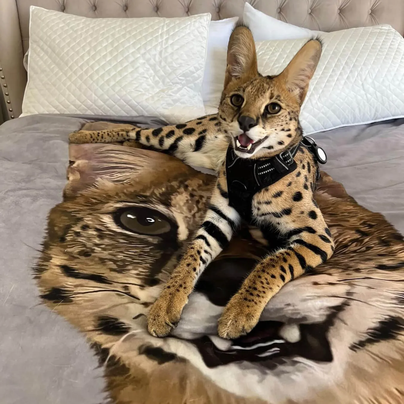 Select to view 'Custom Pet Photo Blankets' image