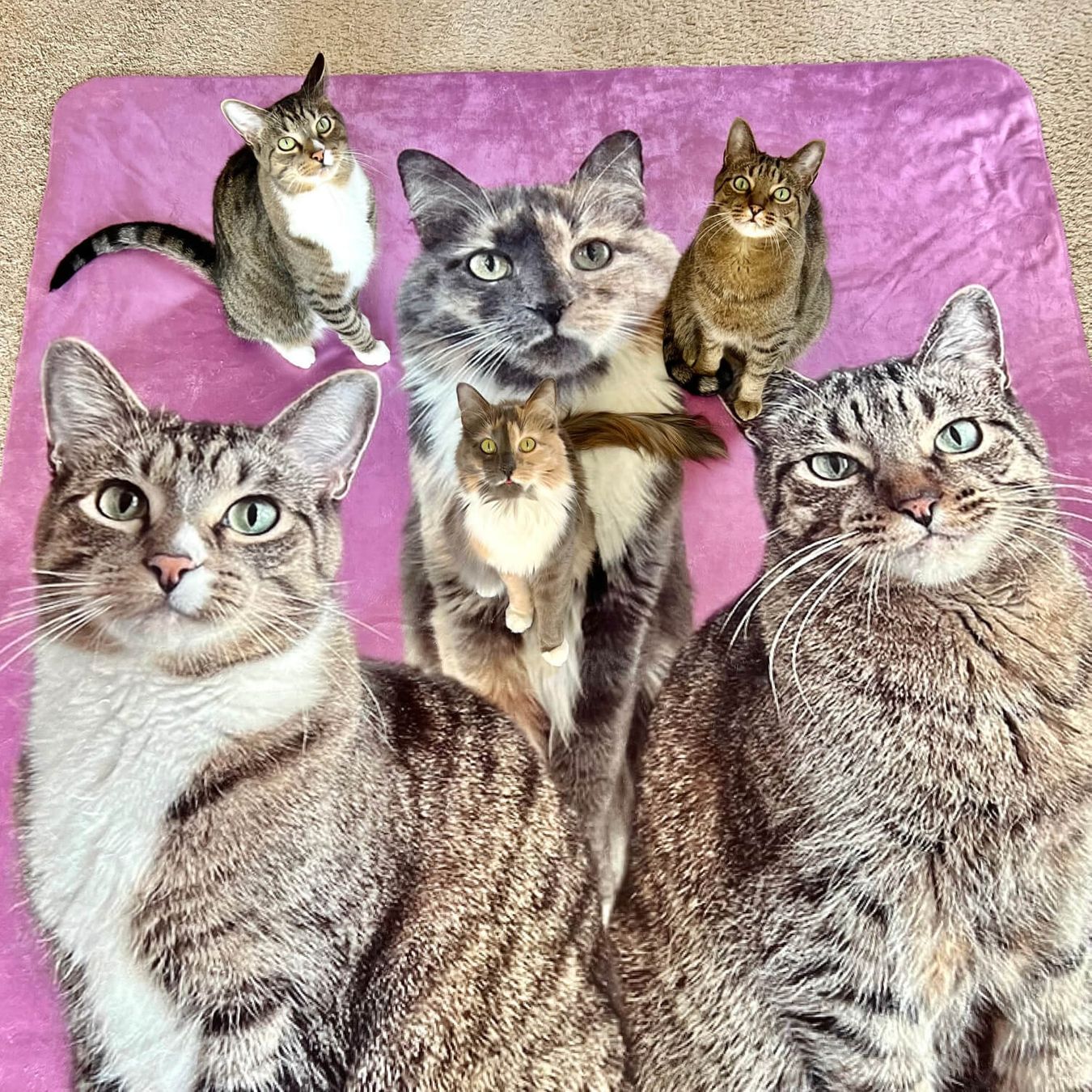 Select to view 'Custom Pet Photo Blankets' image